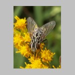 Graphomya maculata - Echte Fliege w04.jpg